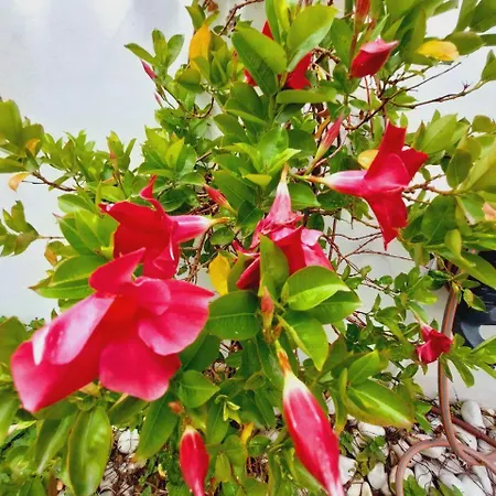 House With A Tropical Garden Сasa de vacaciones