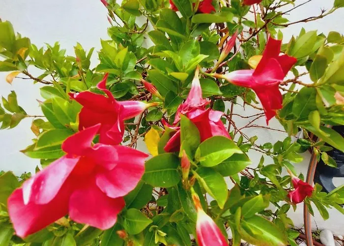 House With A Tropical Garden 別荘